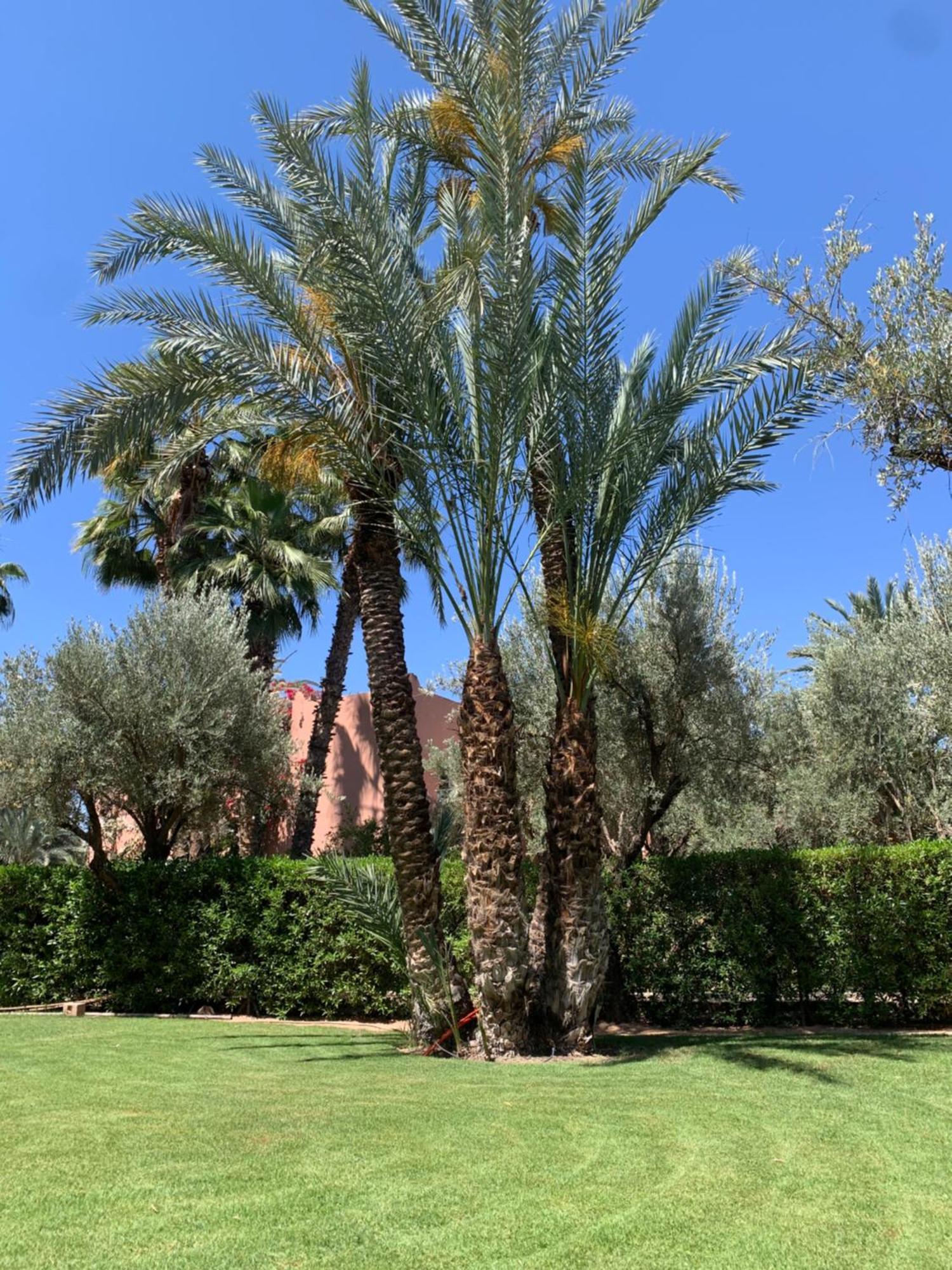 Villa Avec Piscine Privatisee A La Palmeraie Marakeş Dış mekan fotoğraf